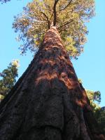 3454_Yosemithe_NP Wawona giant Sequoia